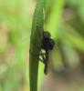 Bibio sp.